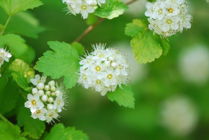 ninebark - Physocarpus opulifolius from Native Plant Trust