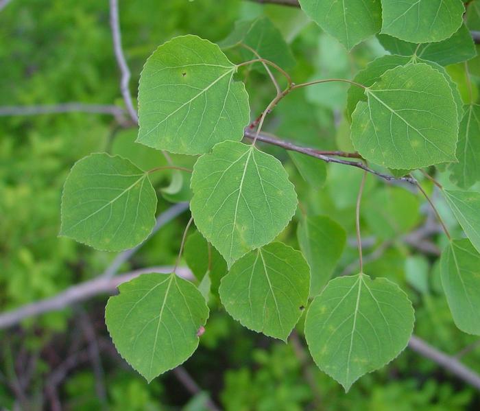 Arthur Haines (c) Native Plant Trust