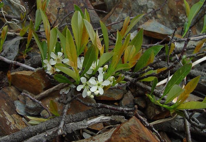 Arthur Haines (c) Native Plant Trust