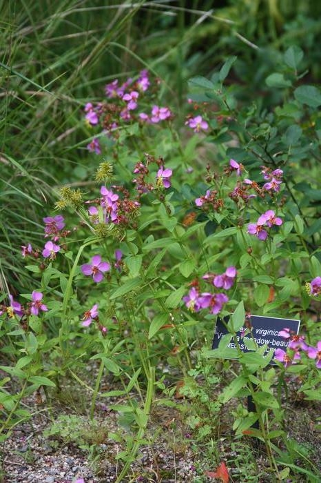 Virginia meadow beauty - Rhexia virginica from Native Plant Trust