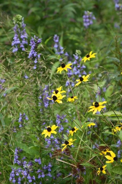 brown eyed susan - Rudbeckia triloba from Native Plant Trust