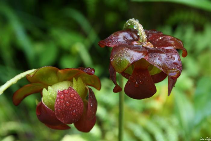 purple pitcher plant - Sarracenia purpurea from Native Plant Trust