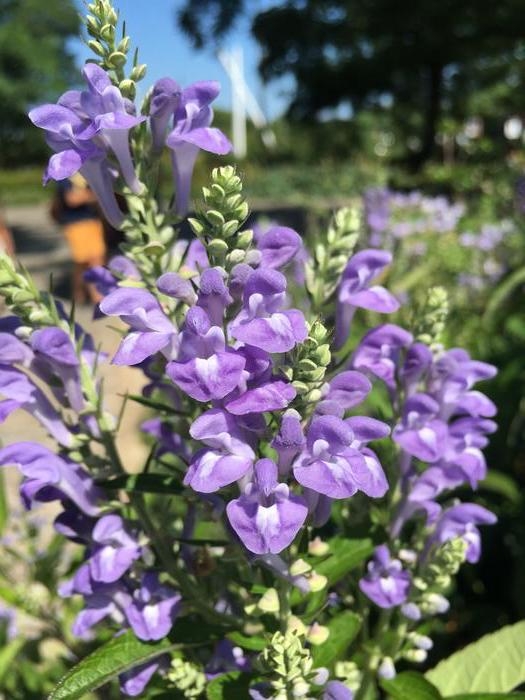 downy skullcap - Scutellaria incana from Native Plant Trust