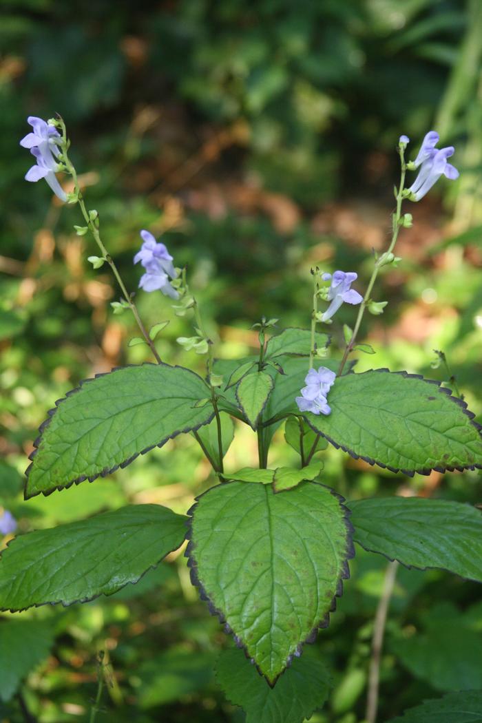 Showy skullcap - Scutellaria serrata from Native Plant Trust