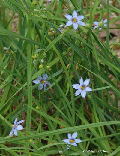 blue eyed grass - Sisyrinchium angustifolium from Native Plant Trust