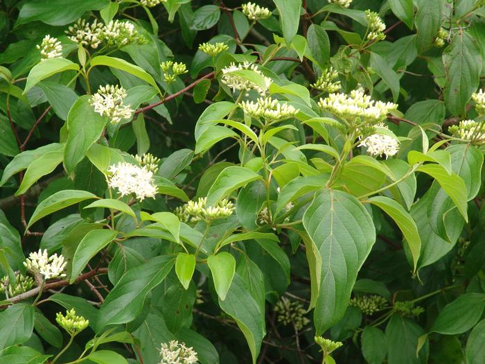 silky dogwood - Swida amomum from Native Plant Trust