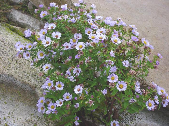 New York aster - Symphyotrichum novi-belgii from Native Plant Trust