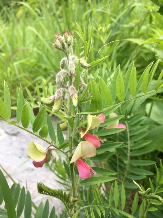 goats rue - Tephrosia virginiana from Native Plant Trust