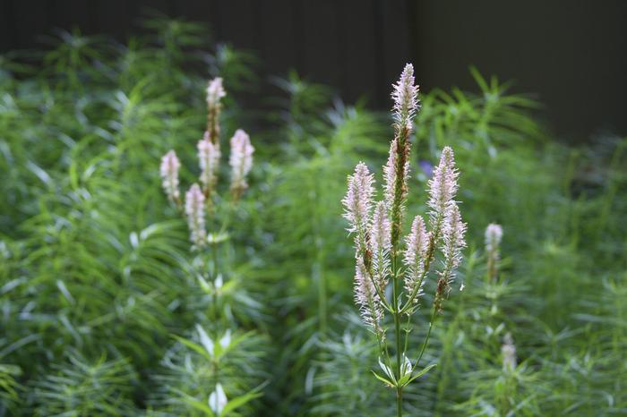 Culver's root - Veronicastrum virginicum from Native Plant Trust