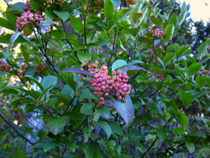 withe-rod - Viburnum nudum var. cassinoides from Native Plant Trust