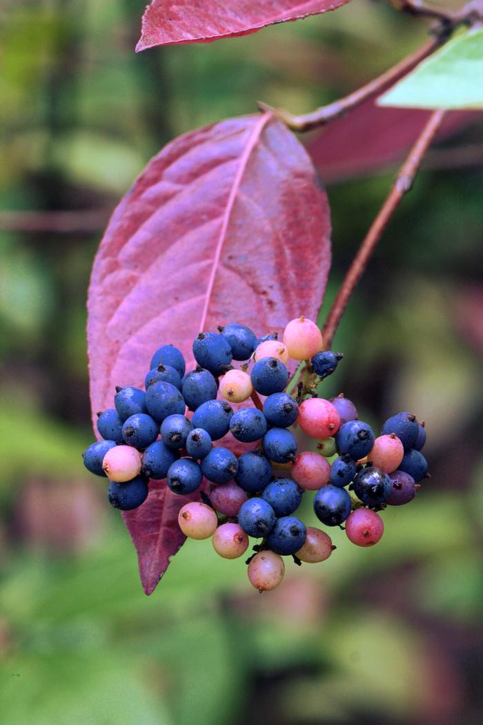 witherod - Viburnum nudum var. nudum from Native Plant Trust