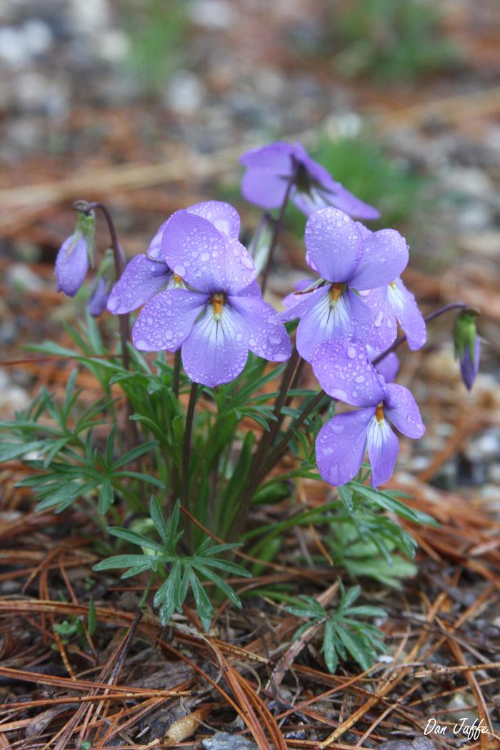 birds foot violet - Viola pedata from Native Plant Trust