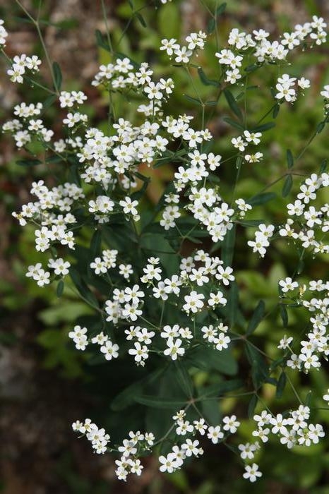 flowering spurge - Euphorbia corollata from Native Plant Trust