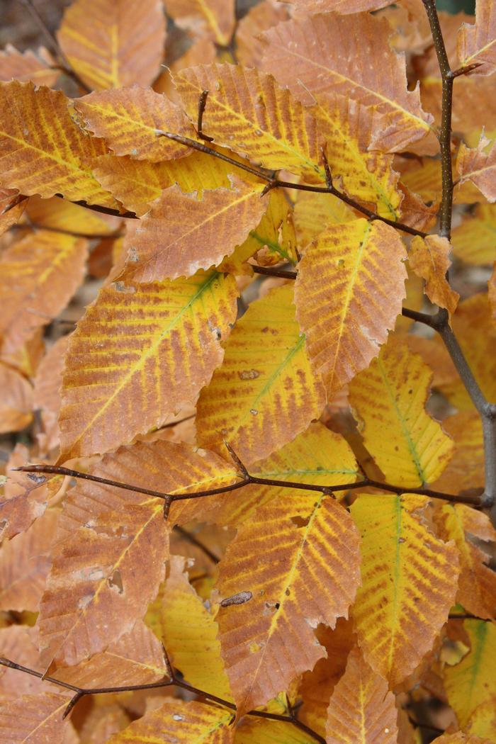 American beech - Fagus grandifolia from Native Plant Trust