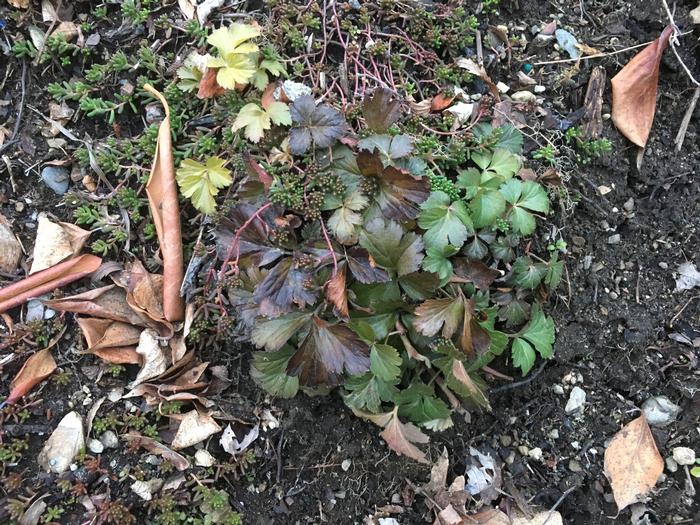 woodland strawberry - Fragaria vesca from Native Plant Trust