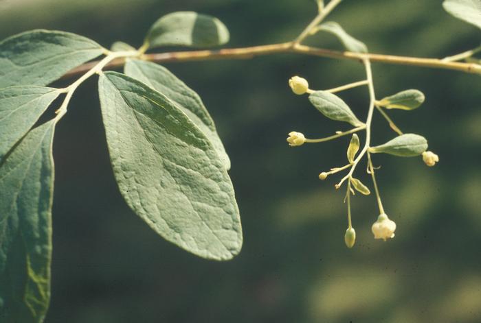 blue huckleberry - Gaylussacia frondosa from Native Plant Trust