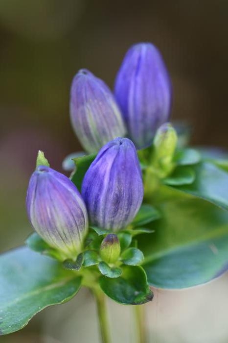 bottle gentian - Gentiana clausa from Native Plant Trust