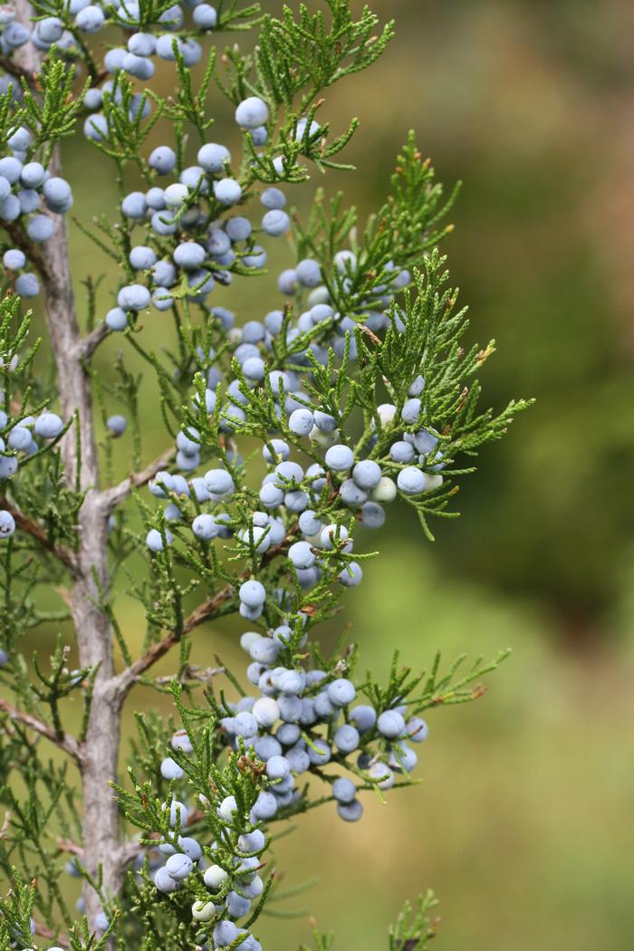red cedar - Juniperus virginiana from Native Plant Trust