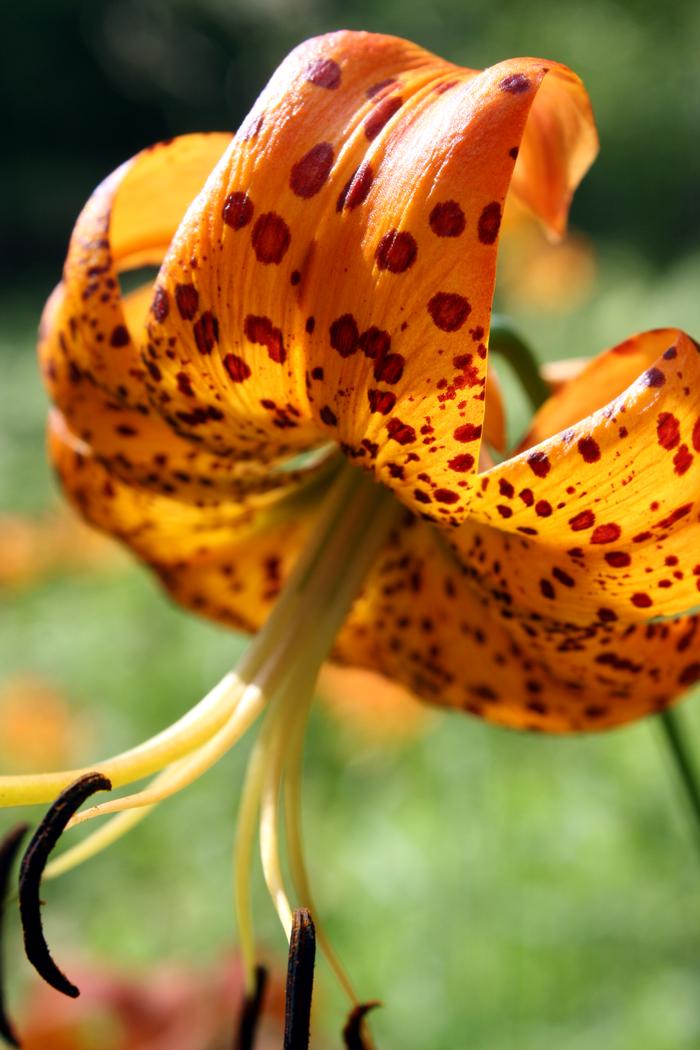 Turk's cap lily - Lilium superbum from Native Plant Trust