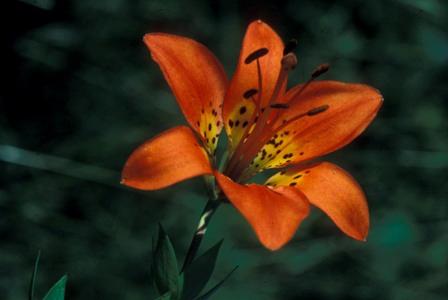 wood lily - Lilium philadelphicum from Native Plant Trust