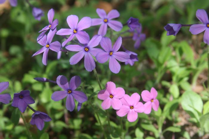 moss phlox Phlox subulata from New England Wild Flower Society