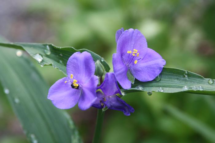 Virginia spiderwort - Tradescantia virginiana from Native Plant Trust