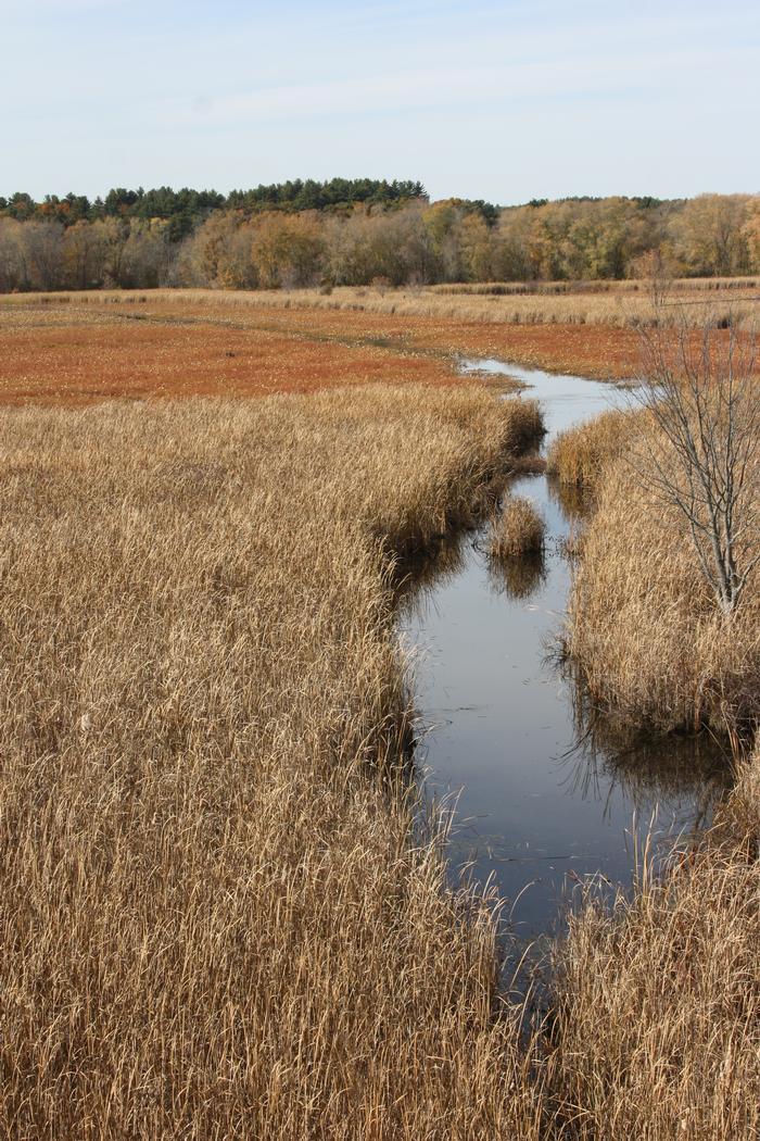 broad leaf cattail - Typha latifolia from Native Plant Trust