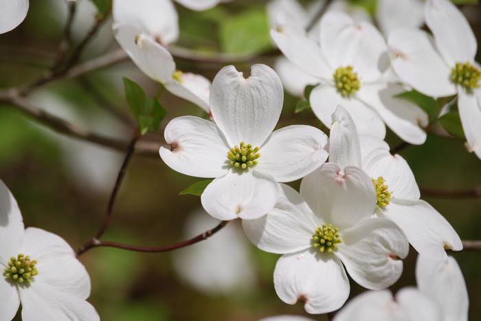 flowering big-bracted dogwood - Benthamidia florida from Native Plant Trust