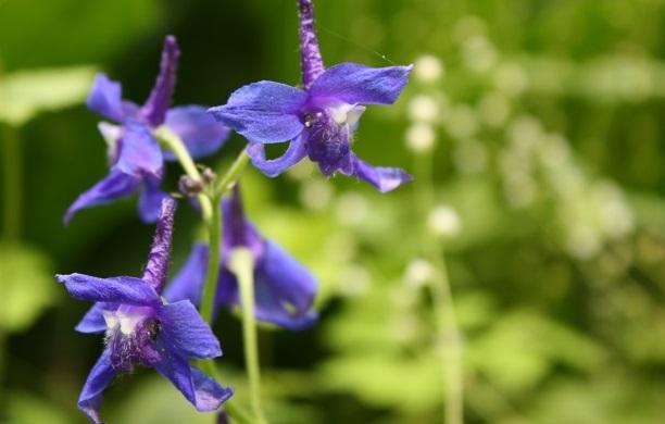 tall larkspur - Delphinium exaltatum from Native Plant Trust