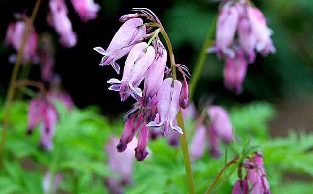 wild bleeding-heart - Dicentra eximia from Native Plant Trust