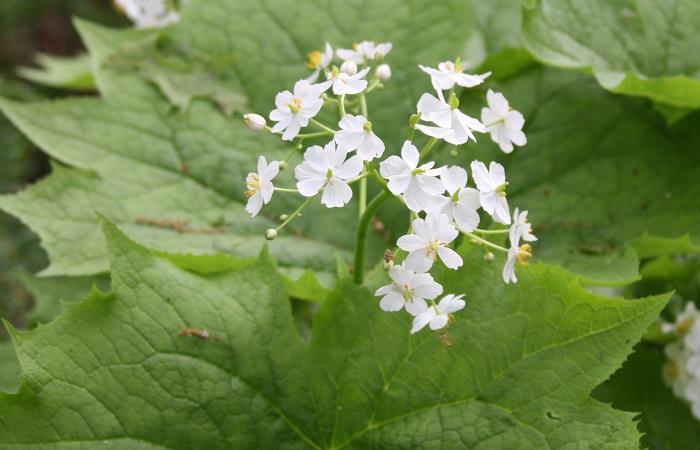 umbrella leaf - Diphylleia cymosa from Native Plant Trust