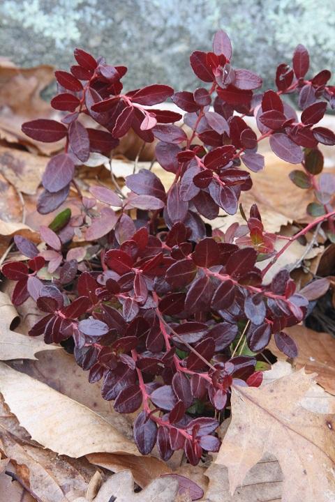 box huckleberry - Gaylussacia brachycera from Native Plant Trust