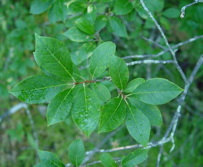 southern gentleman winterberry - Ilex verticillata 'Southern Gentleman' from Native Plant Trust