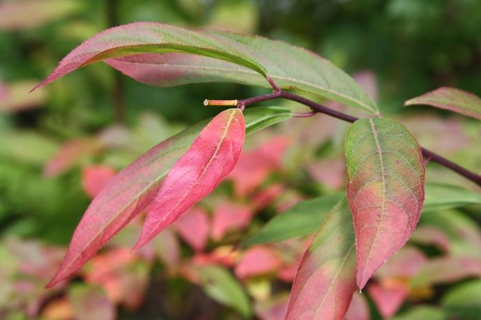 Henry's Garnet Sweetspire - Itea virginica 'Henry's Garnet' from Native Plant Trust