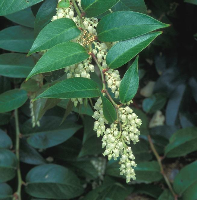 drooping leucothoe, doghobble - Leucothoe fontanesiana from Native Plant Trust