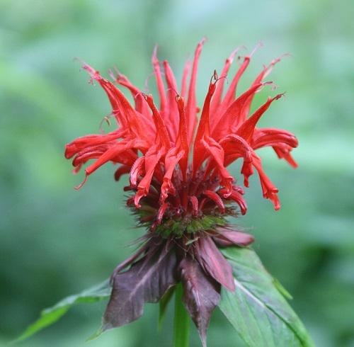 Jacob Kline beebalm - Monarda didyma 'Jacob Kline' from Native Plant Trust