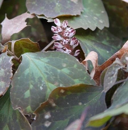 Allegheny spurge - Pachysandra procumbens from Native Plant Trust