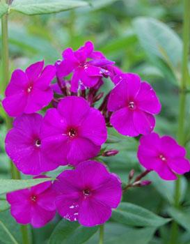 Nicky garden phlox - Phlox paniculata 'Nicky' from Native Plant Trust