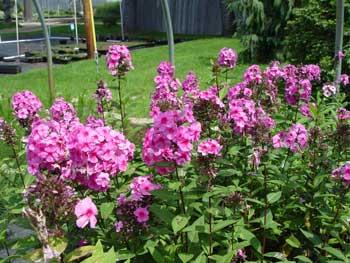 Robert Poor garden phlox - Phlox paniculata 'Robert Poore' from Native Plant Trust