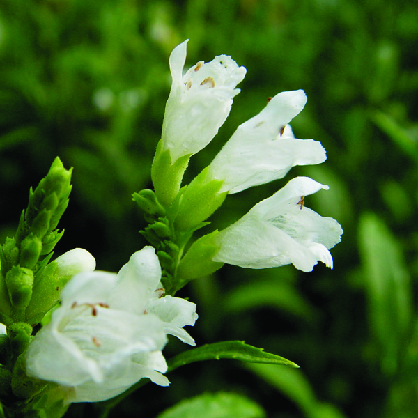 Copyright Van Berkum Nursery