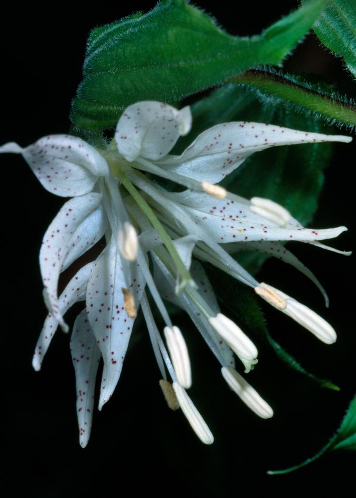 Willa Schmidt (c) Native Plant Trust