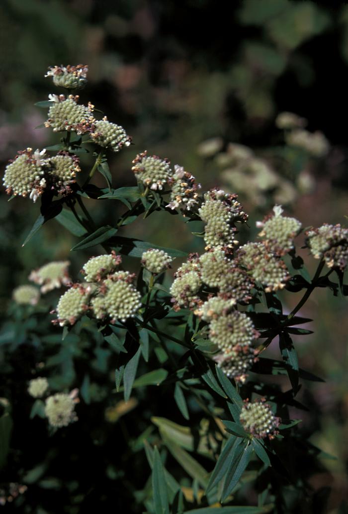 Jean Baxter (c) Native Plant Trust