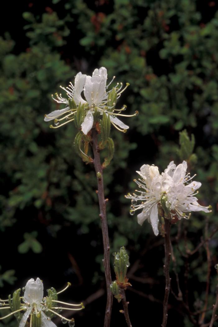 Walt-Louiseann Pietrowicz (c) Native Plant Trust