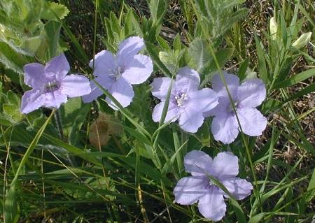 wild petunia - Ruellia humilis from Native Plant Trust