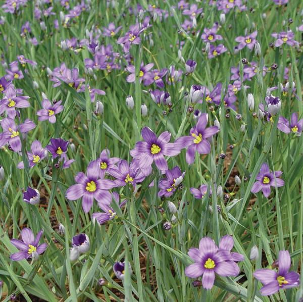 Lucerne blue-eyed grass - Sisyrinchium angustifolium 'Lucerne' from Native Plant Trust