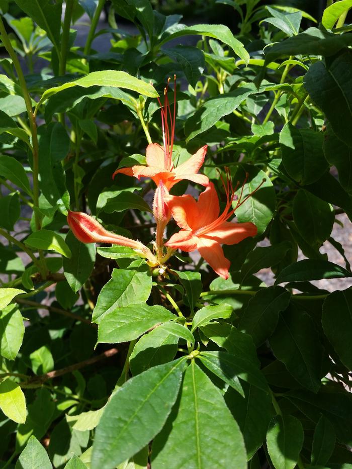 plumleaf azalea - Rhododendron prunifolium from Native Plant Trust