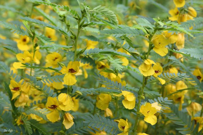 Patridge pea - Chamaecrista fasciculata from Native Plant Trust