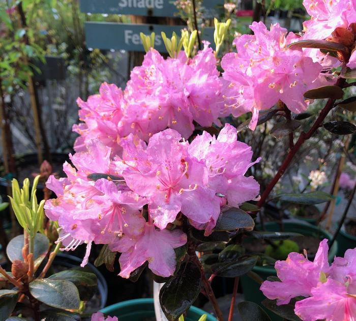 Piedmont Rhododendron - Rhododendron minus from Native Plant Trust