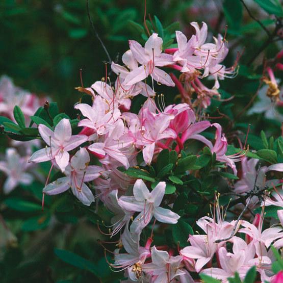 pink swamp azalea Rhododendron viscosum (pink form) from New