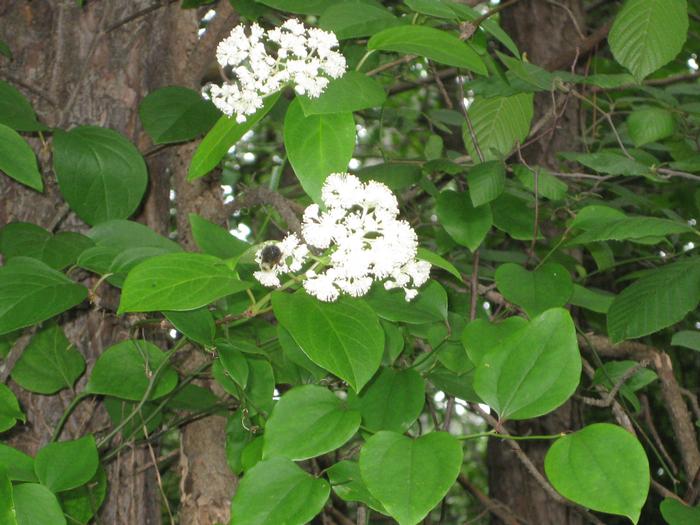 climbing hydrangea - Decumaria barbara 'Barbara Ann' from Native Plant Trust